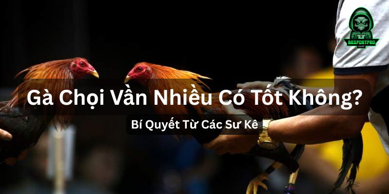 Gà Chọi Vần Hơi Nhiều Có Tốt Không? Bí Quyết Từ Các Sư Kê