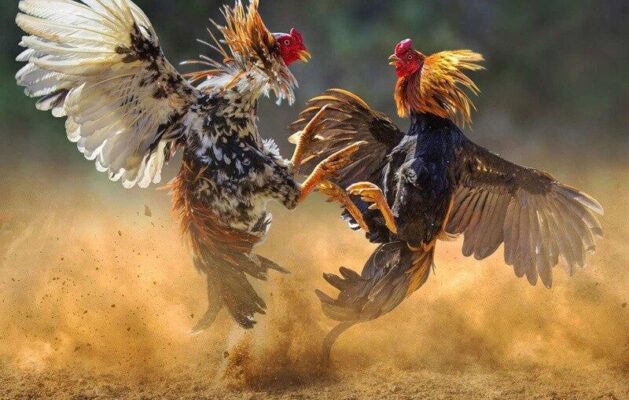 Hướng Dẫn Chọn Gà Chọi Đẹp: Bí Quyết Từ Vảy, Màu Lông Đến Độ Tuổi