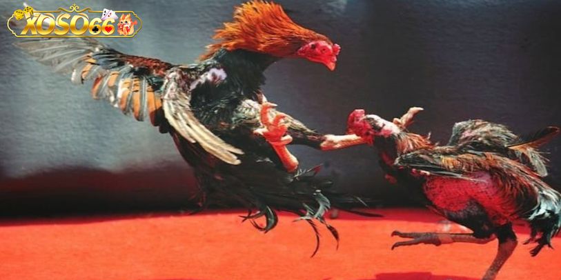 Các hình thức đá gà phổ biến tại Xoso66 bạn nên biết