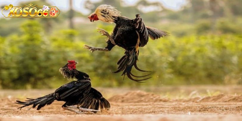 Kinh nghiệm soi kèo chơi đá gà Xoso66 cực kỳ hữu ích