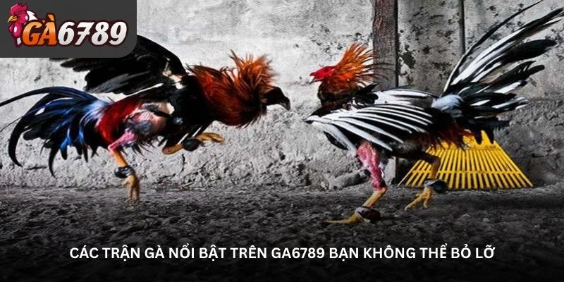 Các trận gà nổi bật trên Ga6789 bạn không thể bỏ lỡ