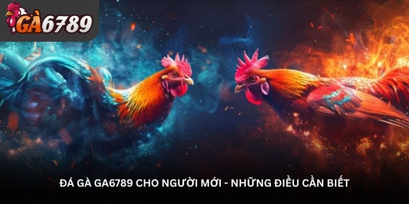 Đá gà Ga6789 cho người mới - Những điều cần biết